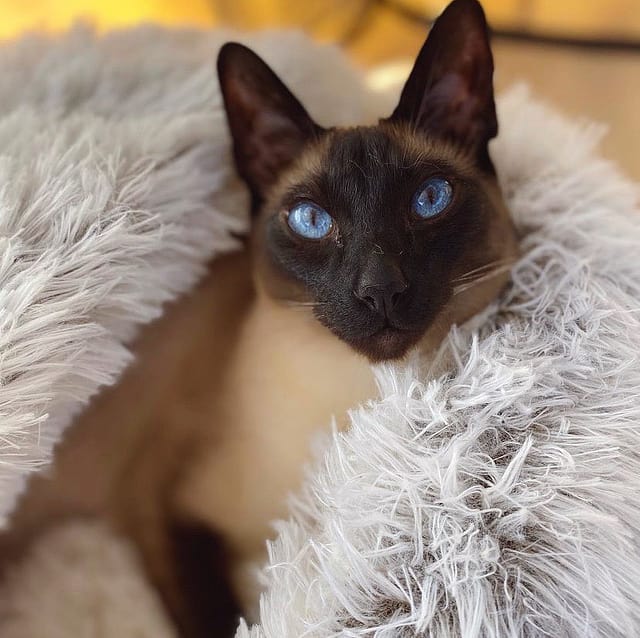 Hooded Plush Pet Bed | Cozy Cave-Style Dog & Cat Bed | Anti-Slip Bottom & Raised Rim Design